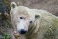 Polar bear with dirty fur on a rock Royalty Free Stock Photo