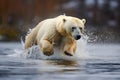 polar bear diving into freezing water for prey