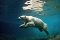 polar bear diving into icy water after prey Royalty Free Stock Photo
