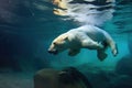 polar bear diving into icy water after prey Royalty Free Stock Photo