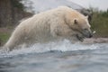 Polar bear diving into water Royalty Free Stock Photo