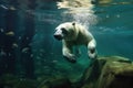 polar bear diving into water for prey Royalty Free Stock Photo