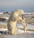 Polar Bear and dog