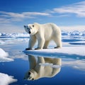 Polar bear on drift ice edge with snow a water in Arctic Svalbard. White animal in the nature habitat Norway Royalty Free Stock Photo