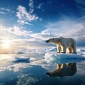 Polar bear on drift ice edge with snow a water in Arctic Svalbard. White animal in the nature habitat Norway Royalty Free Stock Photo