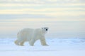 Polar bear on drift ice edge with snow a water in Arctic Svalbard. White animal in the nature habitat, Norway. Wildlife scene from