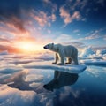 Polar bear on drift ice edge with snow and water in Norway sea. White animal in the nature habitat Europe Royalty Free Stock Photo