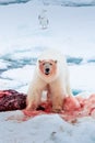 Polar bear on drift ice edge with snow and water in Norway sea. White animal in the nature habitat, Europe. Royalty Free Stock Photo