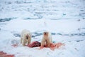 Polar bear on drift ice edge with snow and water in Norway sea. White animal in the nature habitat, Europe. Royalty Free Stock Photo