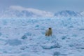 Polar bear on drift ice edge with snow and water in Norway sea. White animal in the nature habitat, Europe. Royalty Free Stock Photo