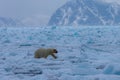 Polar bear on drift ice edge with snow and water in Norway sea. White animal in the nature habitat, Europe. Royalty Free Stock Photo