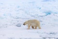 Polar bear on drift ice edge with snow and water in Norway sea. White animal in the nature habitat, Europe. Royalty Free Stock Photo