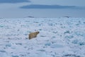 Polar bear on drift ice edge with snow and water in Norway sea. White animal in the nature habitat, Europe. Royalty Free Stock Photo