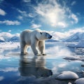 Polar bear on drift ice edge with snow and water in Norway sea. White animal in the nature habitat Europe Royalty Free Stock Photo