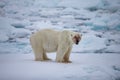 Polar bear on drift ice edge with snow and water in Norway sea. White animal in the nature habitat, Europe.