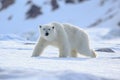 Polar bear on drift ice edge with snow and water in Norway sea. White animal in the nature habitat, Europe.