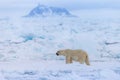 Polar bear on drift ice edge with snow and water in Norway sea. White animal in the nature habitat, Europe. Royalty Free Stock Photo