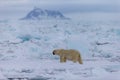 Polar bear on drift ice edge with snow and water in Norway sea. White animal in the nature habitat, Europe.