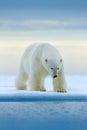Polar bear on drift ice edge with snow and water in Norway sea. White animal in the nature habitat, Europe. Wildlife scene from na