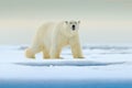 Polar bear on drift ice edge with snow and water in Norway sea. White animal in the nature habitat, Europe. Wildlife scene from na Royalty Free Stock Photo