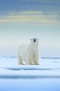 Polar bear on drift ice edge with snow and water in Norway sea. White animal in the nature habitat, Europe. Wildlife scene from na Royalty Free Stock Photo