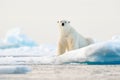 Polar bear on drift ice edge with snow and water in Norway sea. White animal in the nature habitat, Svalbard, Europe. Wildlife Royalty Free Stock Photo