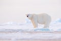 Polar bear on drift ice edge with snow and water in Norway sea. White animal in the nature habitat, Svalbard, Europe. Wildlife Royalty Free Stock Photo