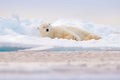 Polar bear on drift ice edge with snow and water in Norway sea. White animal in the nature habitat, Svalbard, Europe. Wildlife