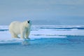 Polar bear on drift ice edge with snow a water in Russia sea. White animal in the nature habitat, Europe. Wildlife scene from natu Royalty Free Stock Photo