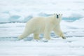 Polar bear on drift ice edge with snow and water in Russian sea. White animal in the nature habitat, Europe. Wildlife scene from n Royalty Free Stock Photo