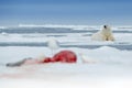 Polar bear on drift ice edge with snow and water in sea. White animal in the nature habitat with blood seal catch, north Europe, S Royalty Free Stock Photo