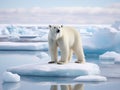 Polar bear on drift ice edge with snow and water in sea. White animal in the nature habitat north Europe Svalbard Royalty Free Stock Photo