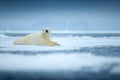 Polar bear on drift ice edge with snow and water in sea. White animal in the nature habitat, north Europe, Svalbard, Norway. Royalty Free Stock Photo