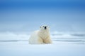 Polar bear on drift ice edge with snow and water in sea. White animal in the nature habitat, north Europe, Svalbard, Norway. Royalty Free Stock Photo