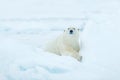 Polar bear on drift ice edge with snow and water in Svalbard sea. White big animal in the nature habitat, Europe. Wildlife scene f Royalty Free Stock Photo