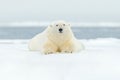 Polar bear on drift ice edge with snow and water in Svalbard sea. White big animal in the nature habitat, Europe. Wildlife scene f Royalty Free Stock Photo