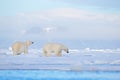 Polar bear on drift ice edge with snow and water in Svalbard sea. White big animal in the nature habitat, Europe. Wildlife scene Royalty Free Stock Photo