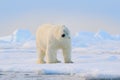 Polar bear on drift ice edge with snow and water in Svalbard sea. White big animal in the nature habitat, Europe. Wildlife scene Royalty Free Stock Photo