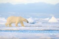 Polar bear on drift ice edge with snow and water in Svalbard sea. White big animal in the nature habitat, Europe. Wildlife scene Royalty Free Stock Photo