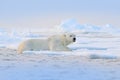 Polar bear on drift ice edge with snow and water in Svalbard sea. White big animal in the nature habitat, Europe. Wildlife scene Royalty Free Stock Photo