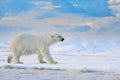 Polar bear on drift ice edge with snow and water in Svalbard sea. White big animal in the nature habitat, Europe. Wildlife scene Royalty Free Stock Photo