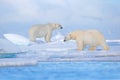 Polar bear on drift ice edge with snow and water in Svalbard sea. White big animal in the nature habitat, Europe. Wildlife scene Royalty Free Stock Photo