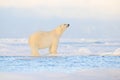 Polar bear on drift ice edge with snow and water in Svalbard sea. White big animal in the nature habitat, Europe. Wildlife scene Royalty Free Stock Photo