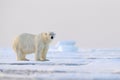 Polar bear on drift ice edge with snow and water in Svalbard sea. White big animal in the nature habitat, Europe. Wildlife scene Royalty Free Stock Photo