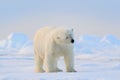 Polar bear on drift ice edge with snow and water in Svalbard sea. White big animal in the nature habitat, Europe. Wildlife scene Royalty Free Stock Photo