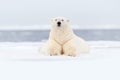 Polar bear on drift ice edge with snow and water in Svalbard sea. White big animal in the nature habitat, Europe. Wildlife scene Royalty Free Stock Photo