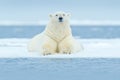 Polar bear on drift ice edge with snow and water in Svalbard sea. White big animal in the nature habitat, Europe. Wildlife scene f Royalty Free Stock Photo