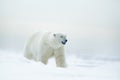 Polar bear on drift ice with snow, blurred nice yellow and blue sky in background, white animal in the nature habitat, Russia Royalty Free Stock Photo