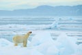 Polar bear on drift ice with snow, white animal in the nature habitat, Svalbard, Norway. Running polar bear in the cold sea. Polar Royalty Free Stock Photo