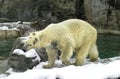 Polar Bear drying herself out. Royalty Free Stock Photo